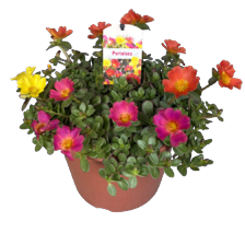 Portulaca